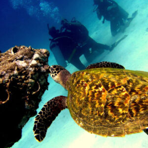 Koh Tao Speedboat Snorkeling Tour