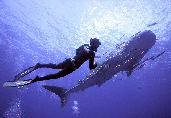 freediving koh samui