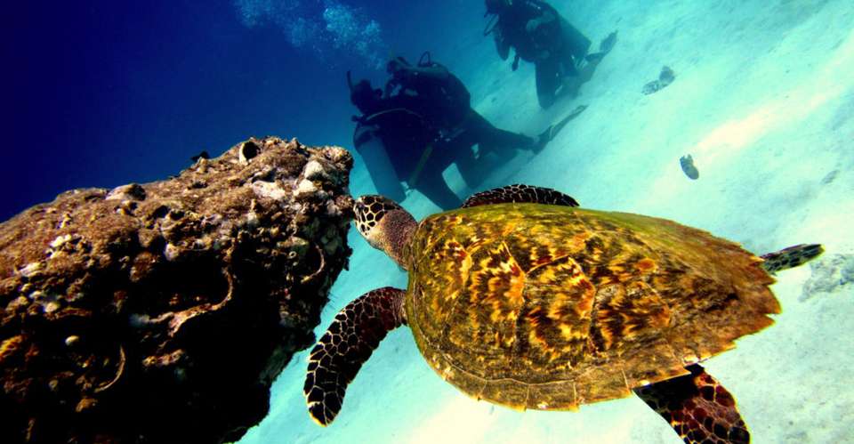 Koh Tao Snorkeling Speedboat Tour