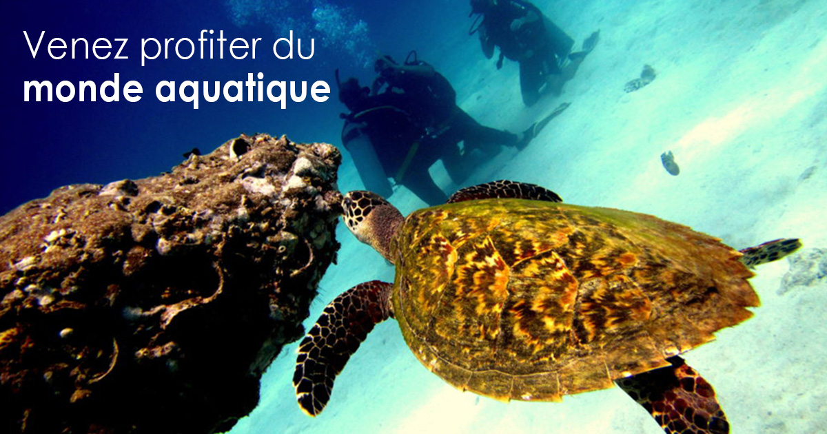 Plongée avec tuba autour de l’île de Samui