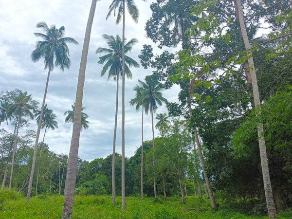 Off Road 4x4 Private Island Tour - Image 14