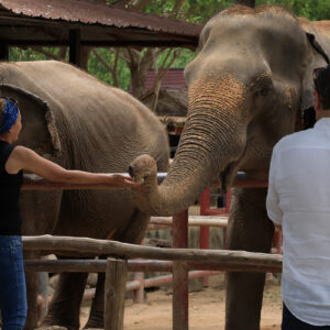 Samui Elephant Haven Sanctuary