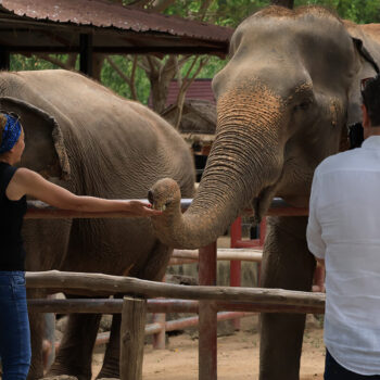 Samui Elephant Haven Sanctuary