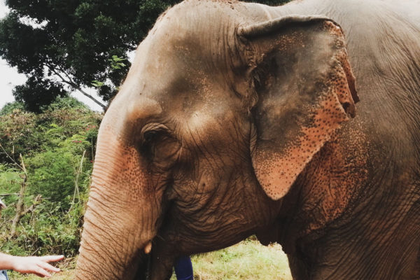 Samui Elephant Sanctuary