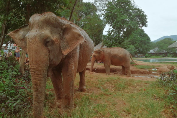 Samui Elephant Sanctuary