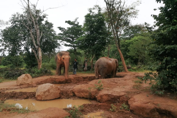 Samui Elephant Sanctuary