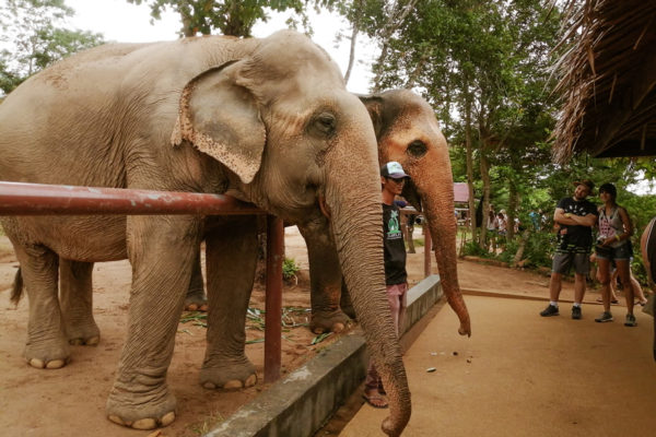 Samui Elephant Sanctuary