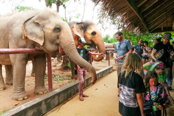 Samui Elephant Sanctuary