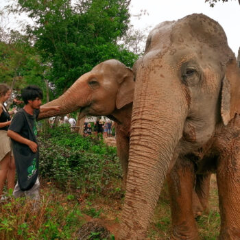 Samui Elephant Sanctuary