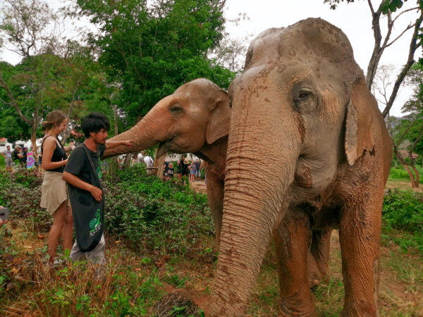 Samui Elephant Sanctuary