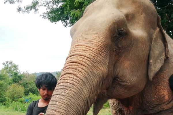 Samui Elephant Sanctuary