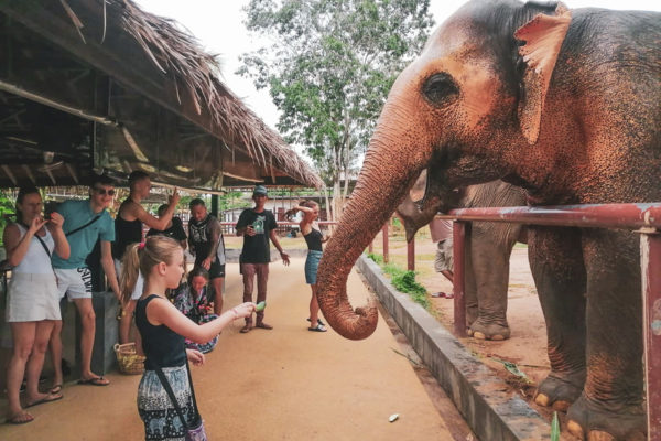 Samui Elephant Sanctuary