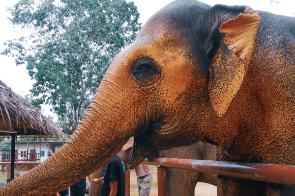 Samui Elephant Sanctuary