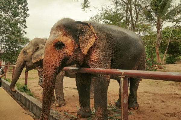 Samui Elephant Sanctuary