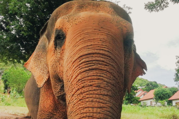 Samui Elephant Sanctuary