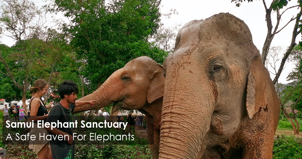 Samui Elephant Sanctuary - A Safe Haven For Elephants