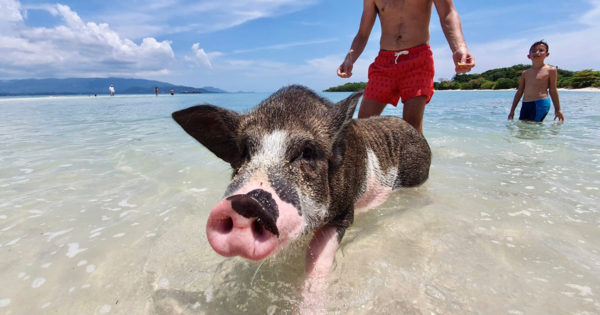 Koh Madsum (Pig Island) Koh Tan VIP Speedboat Tour