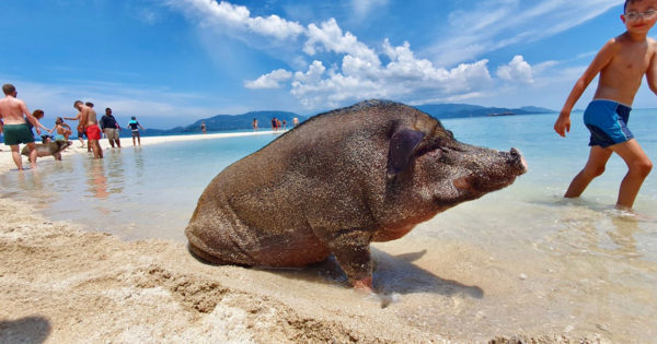 Koh Madsum (Pig Island) Koh Tan VIP Speedboat Tour