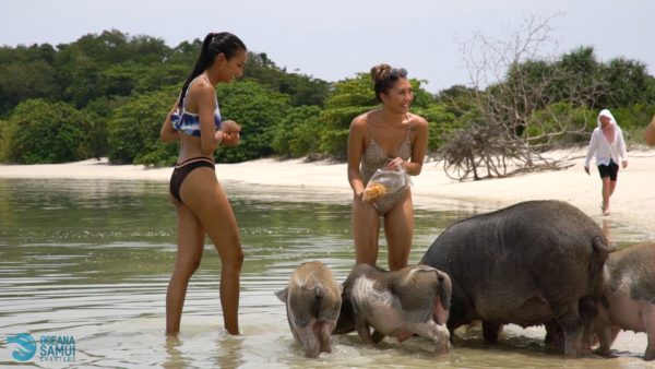 Luxury Semi Private Island Hopping Excursion - Image 11