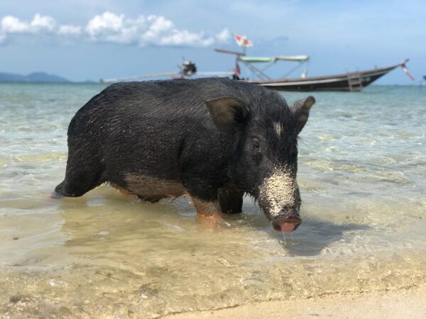 Pig Island and Koh Rap Private Speedboat Tour - Image 2