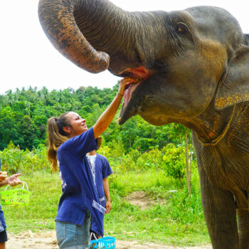Elephant Mud Spa Experience