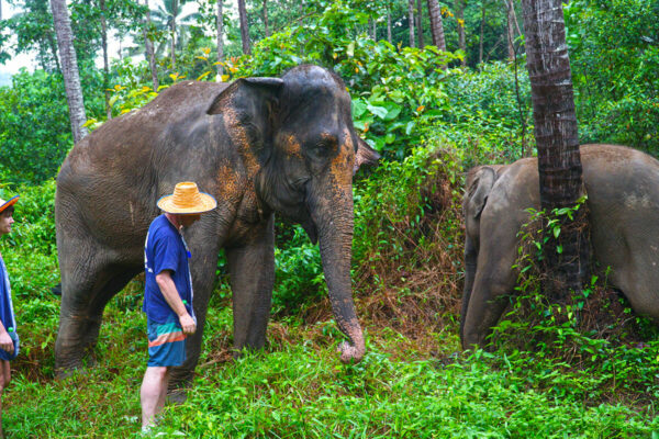 Elephant Mud Spa Experience - Image 26