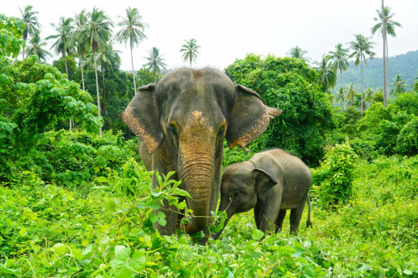 Elephant Mud Spa Experience - Image 27