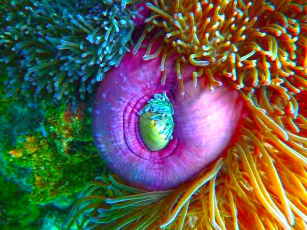 Koh Tao VIP Eco Friendly Snorkeling Tour - Image 9