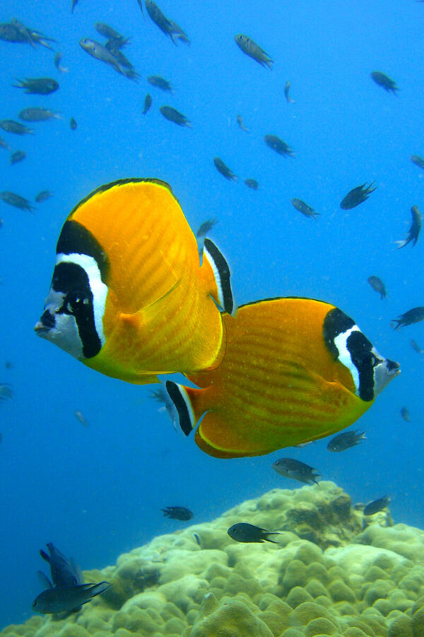 Koh Tao VIP Eco Friendly Snorkeling Tour - Image 5