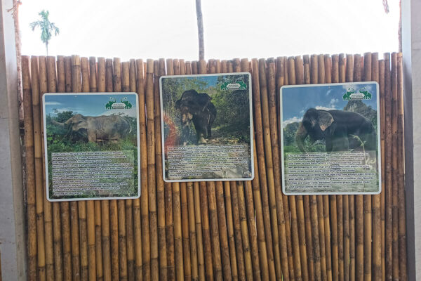 Ethical Elephant Green Sanctuary Krabi - Image 2