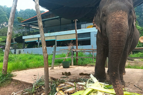 Ethical Elephant Green Sanctuary Krabi - Image 5