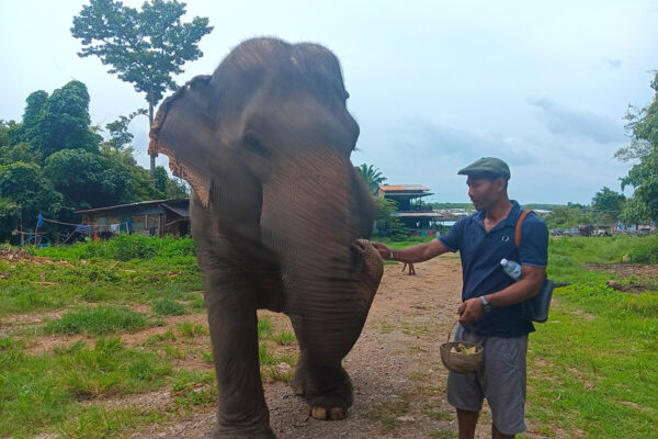 Ethical Elephant Green Sanctuary Krabi - Image 7
