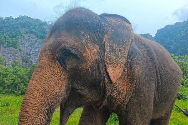 Ethical Elephant Green Sanctuary Krabi - Image 8