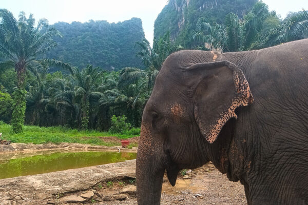 Ethical Elephant Green Sanctuary Krabi - Image 10