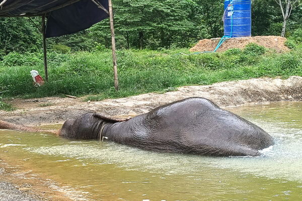 Ethical Elephant Green Sanctuary Krabi - Image 11