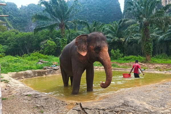 Ethical Elephant Green Sanctuary Krabi - Image 12