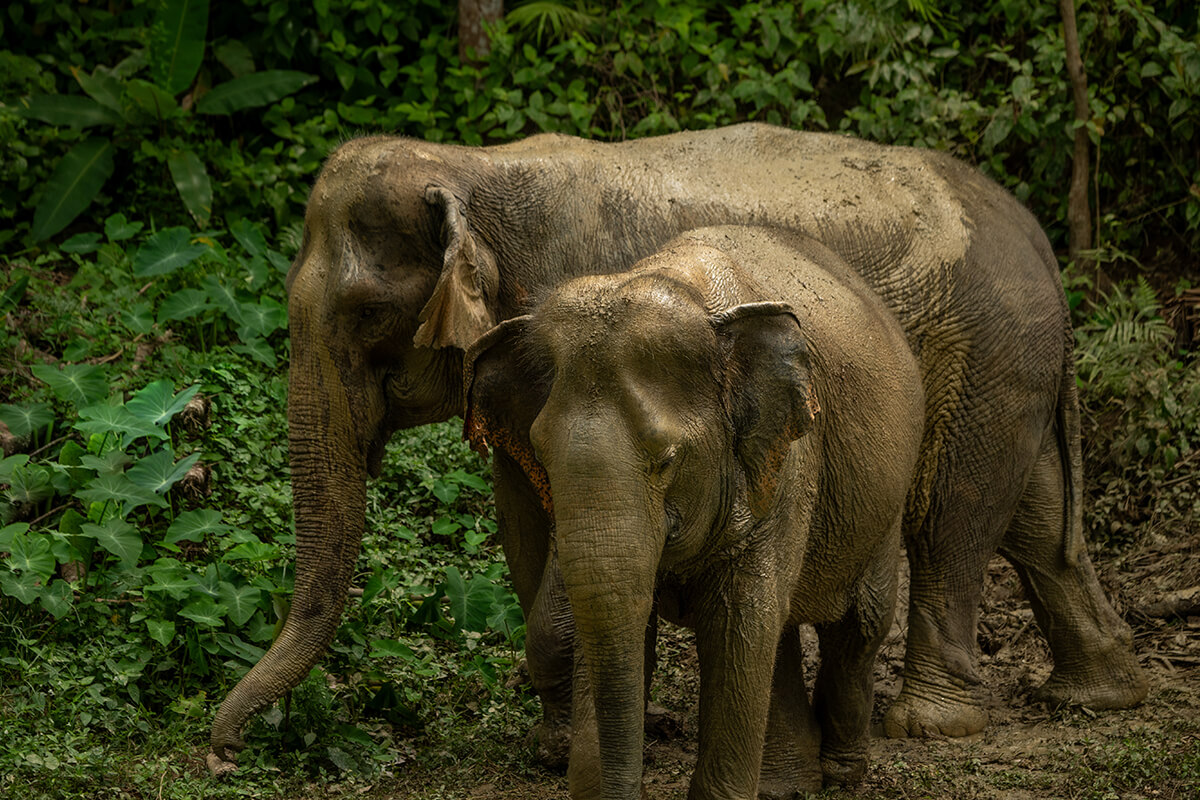 Phuket Hidden Forest Elephant Sanctuary