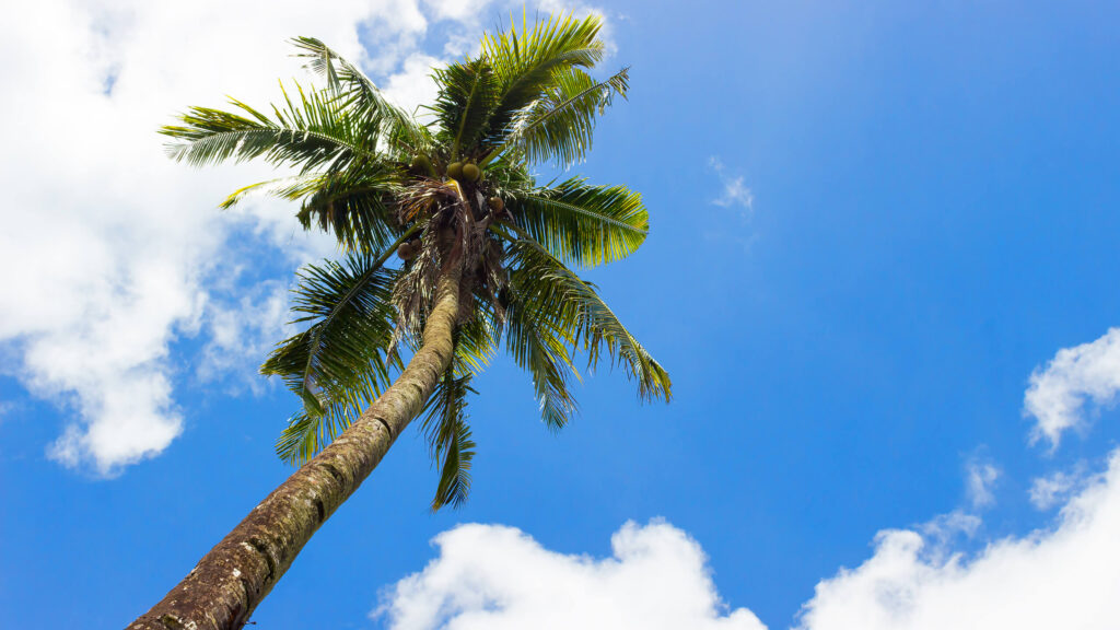 Private Boat Charters around Koh Samui