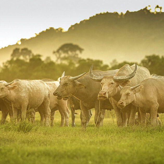 Private Sightseeing Tours around Koh Samui