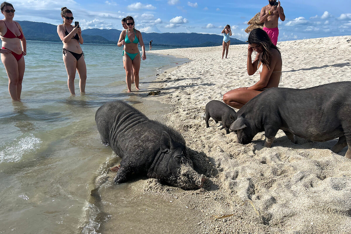 Pig Island & Koh Taen Speedboat Tour - Image 12