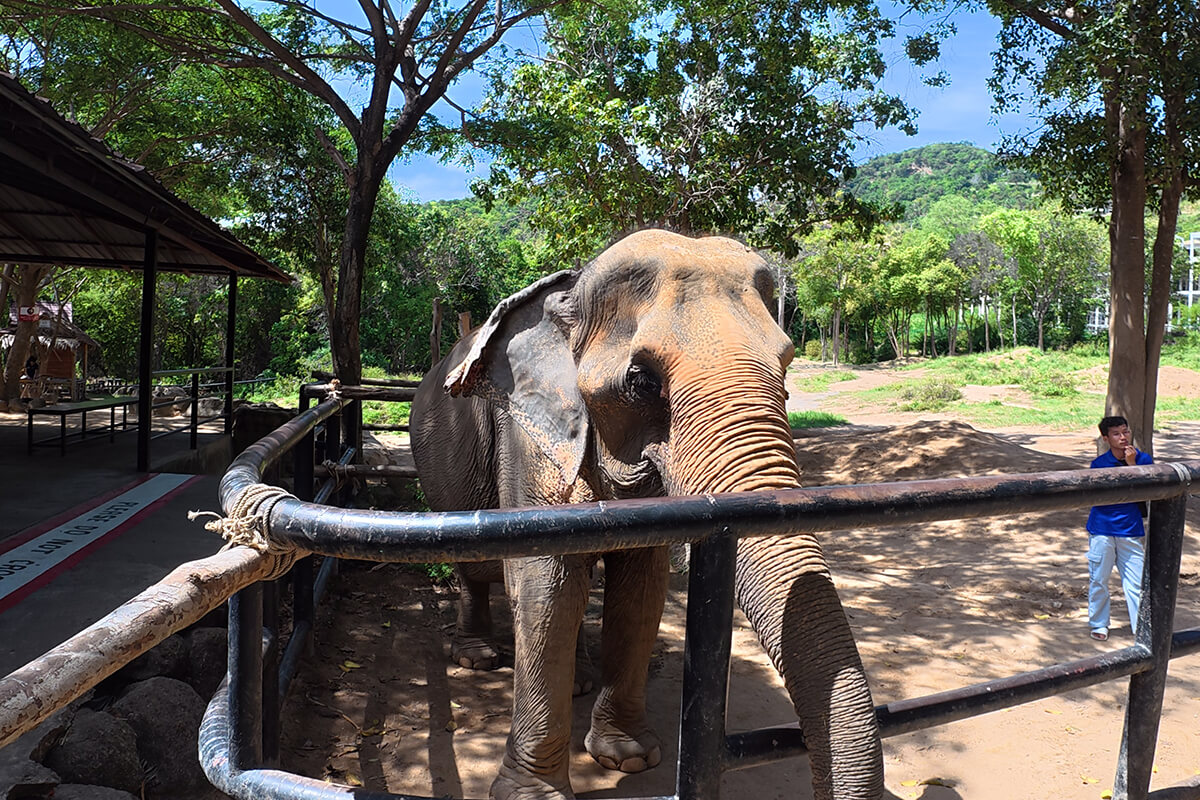 Elephant Feeding Program - Image 2