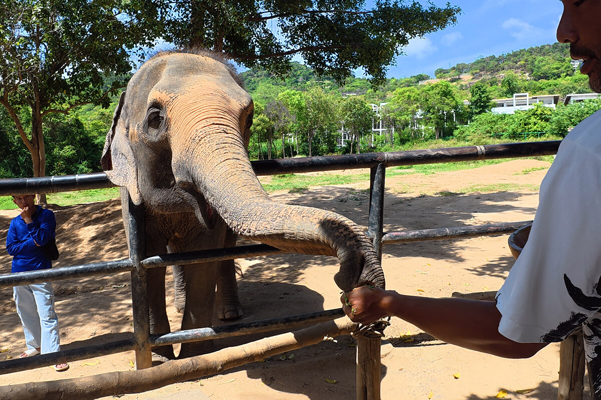Elephant Feeding Program - Image 6