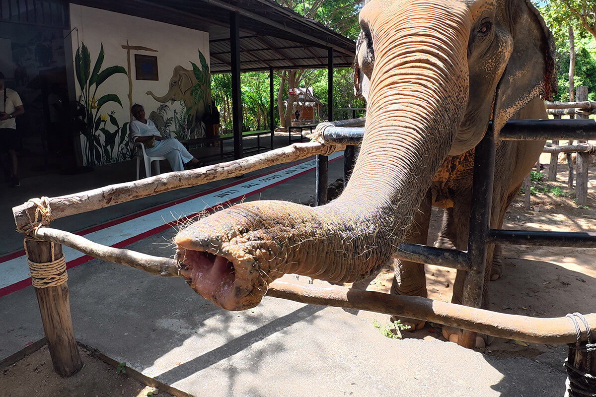 Elephant Feeding Program - Image 10