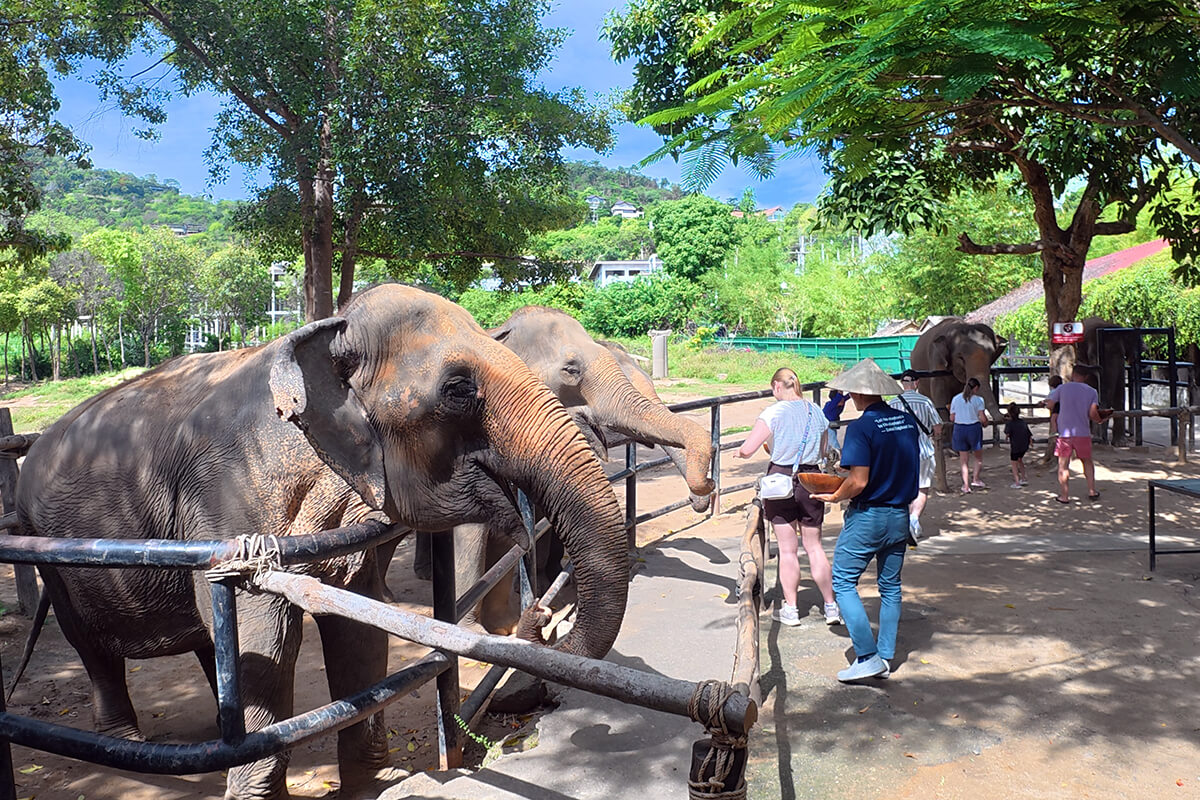 Elephant Feeding Program - Image 11