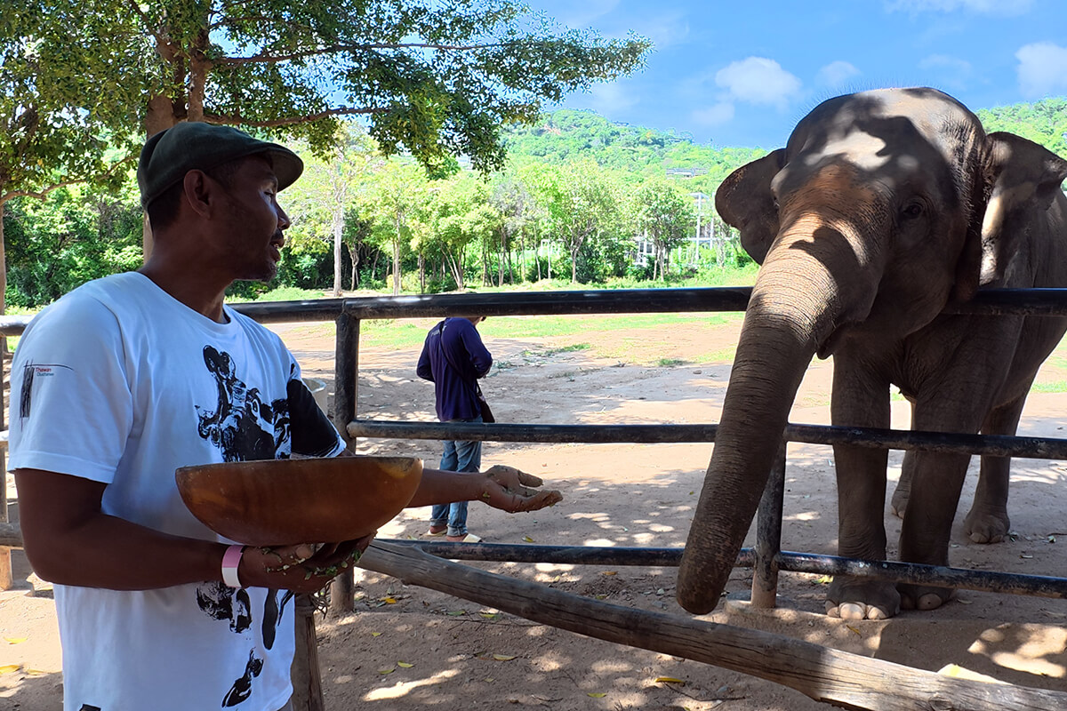 Elephant Feeding Program - Image 12