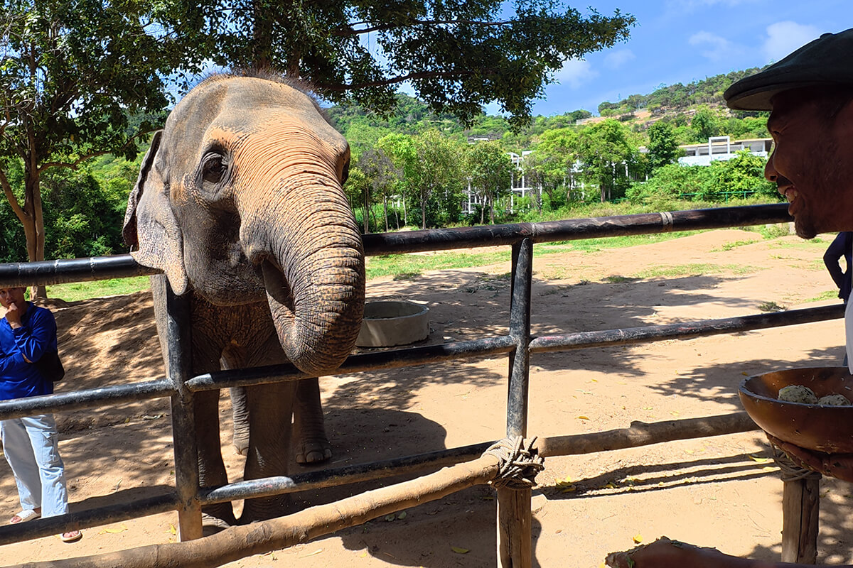 Elephant Feeding Program - Image 13