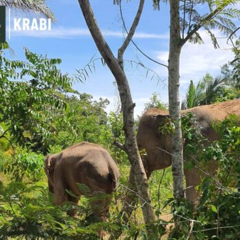 Following the Giants Krabi | Ethical Elephant Sanctuary in Thailand