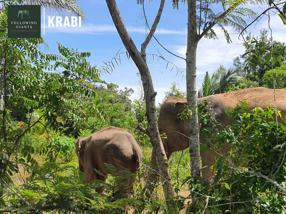 Following the Giants and Kayaking Krabi - Image 2