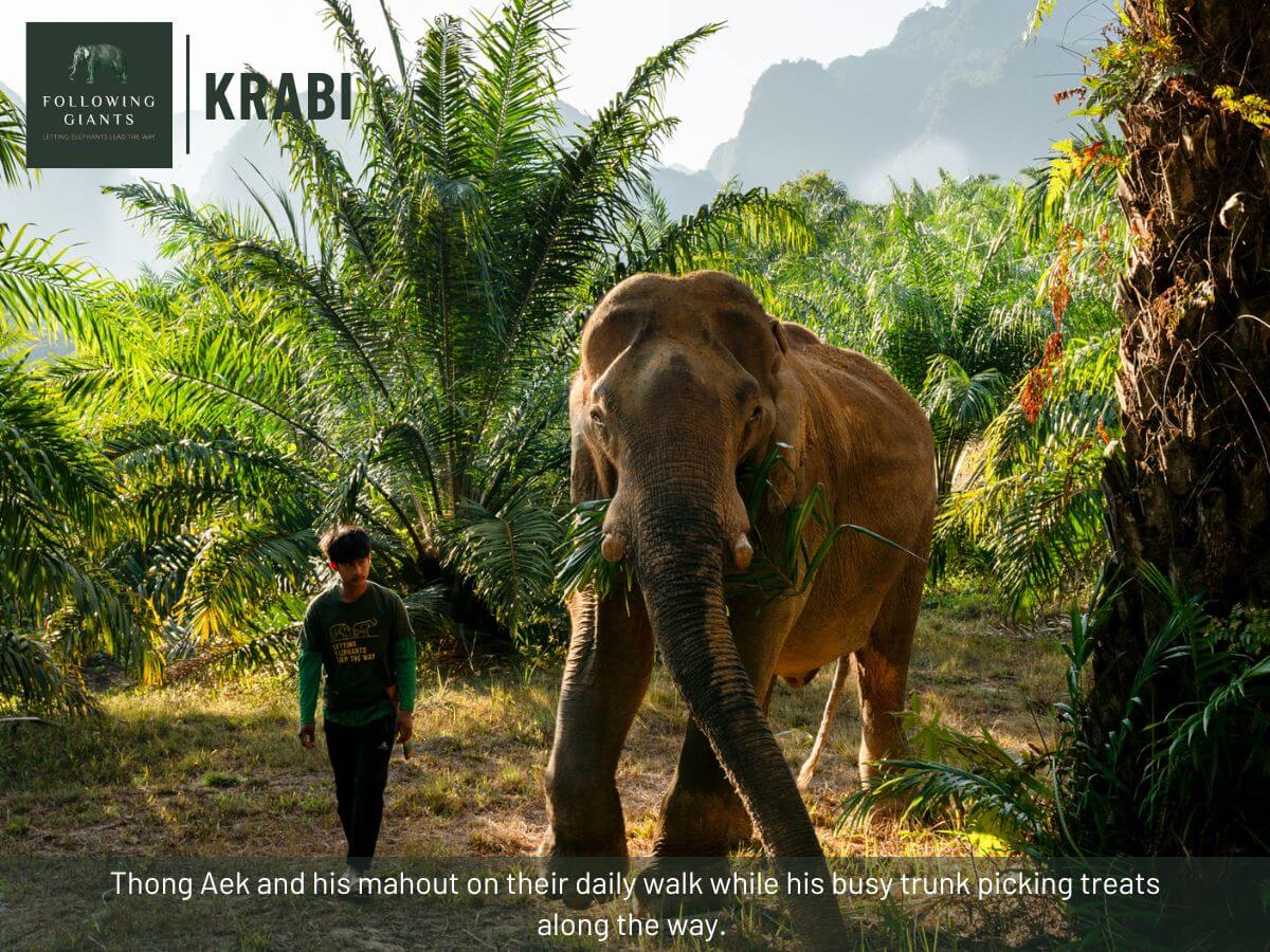 Following the Giants and Kayaking Krabi - Image 3