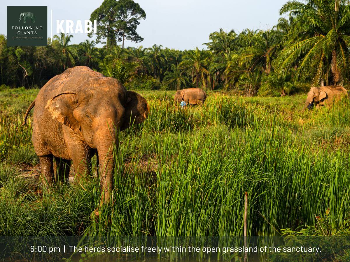 Following the Giants and Kayaking Krabi - Image 6